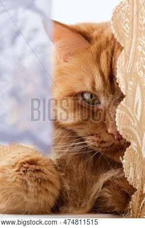 Adult Red Cat Lies On The Window And Peeps From Behind The Curtains