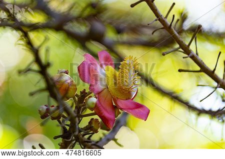 Image Of Cannonball Flower. Cannonball Flower In Nature. Cannonball Flower Plant.
