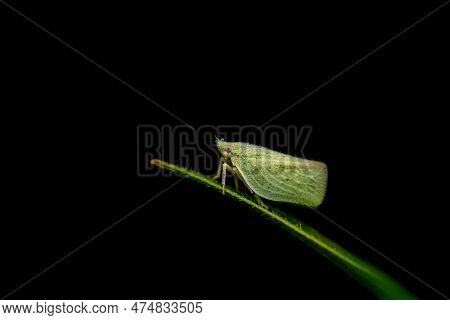 Flatid Plant Hopper On The Edge Of The Leaf. Black Background.