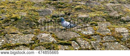A Pigeon Standing On The Stone Bank Of The Morava River In Uherske Hradisti, Photo