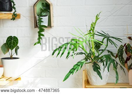 Shelving With A Group Of Indoor Plants In The Interior. Houseplant Growing And Caring For Indoor Pla