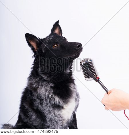 Mudi Dog With Microphone On White Studio Background