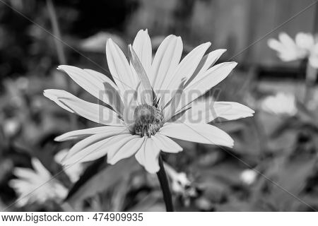 Fine Wild Growing Flower Aster False Sunflower On Background Meadow