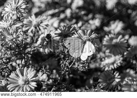 Beautiful Flower Butterfly Monarch On Background Meadow