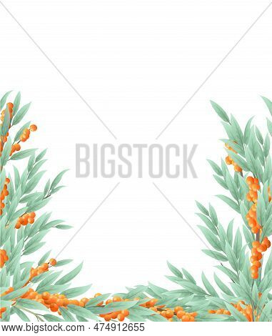 Sea Buckthorn Tree With Ripe Fruits. Branches In The Form Of A Frame. Garden Plant With Edible Crop.