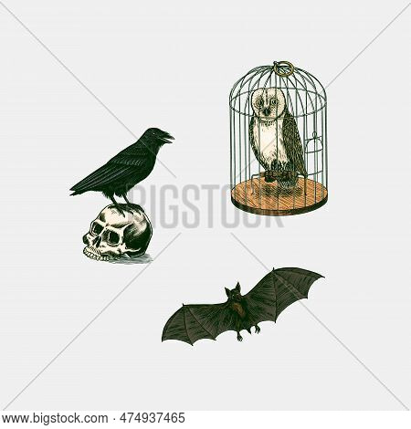 A Crow On A Skull, An Owl In A Cage, A Bat. Witch Animals. Beldam And Sorcery Symbols. Hand Drawn En