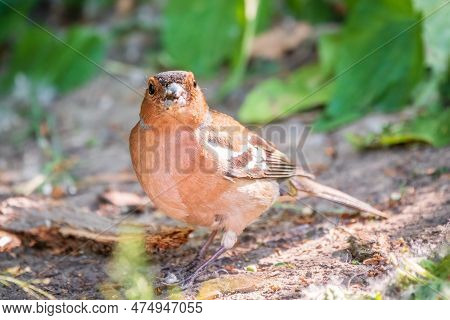 Common Chaffinch, Fringilla Coelebs, Sits On The Ground In Spring. Common Chaffinch In Wildlife.