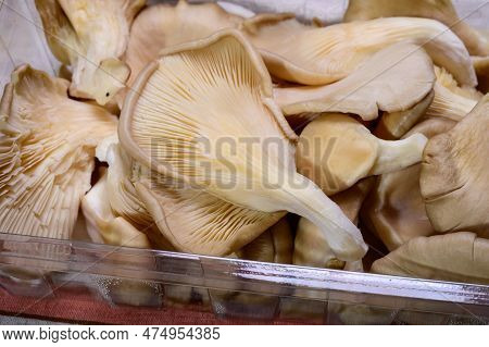 Tasty Vegetarian Food, Fresh Organic Pleurotus Ostreatus, Or Oyster Mushrooms, Hiratake, Or Pearl Oy