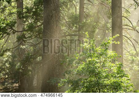 Light Shafts Catch The Dry Dust In The Air In Pine Forest In Yosemite