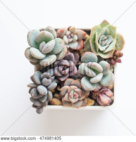 Succulent Propagation. Echeveria, Sedum And  Pachyphytum Flower In Pot, Top View