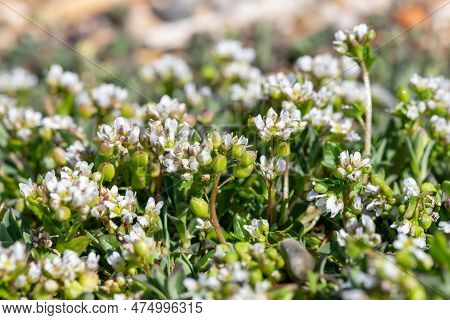 Scurvygrass (cochlearia Officinalis) Flowers