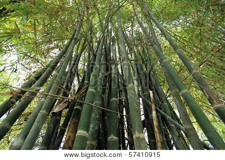 Bamboo Forest