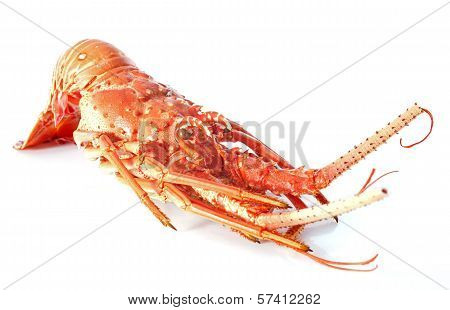 Crayfish