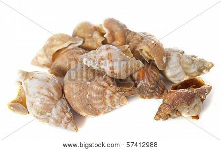 Whelk
