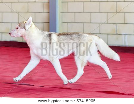 Siberian Husky