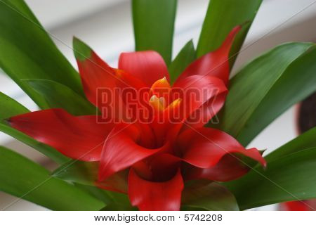 Bromélie