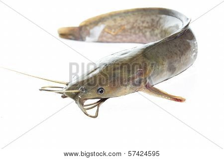 Fish a catfish close up on white