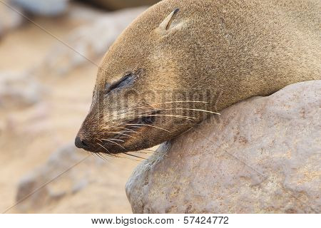 Cape Fur Seal (arctocephalus Pusillus)