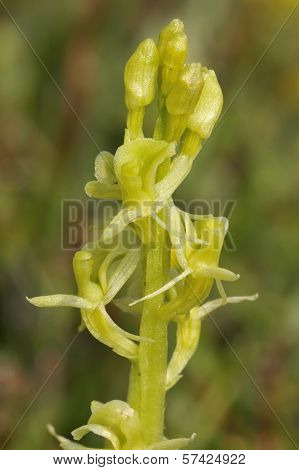 Fen Orchid