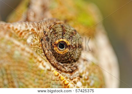 Chamaeleo Calyptratus