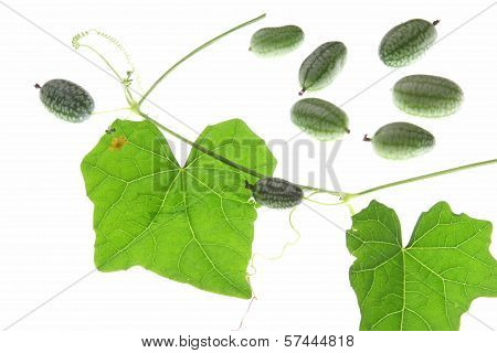 Mexican Mini Cucumber