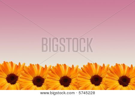 Quadro da fiori con petali