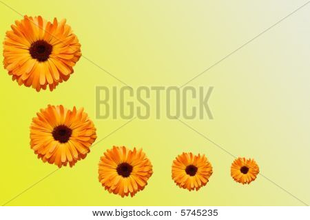 Quadro da fiori con petali