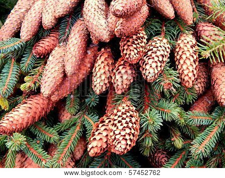 Pine cones on branches