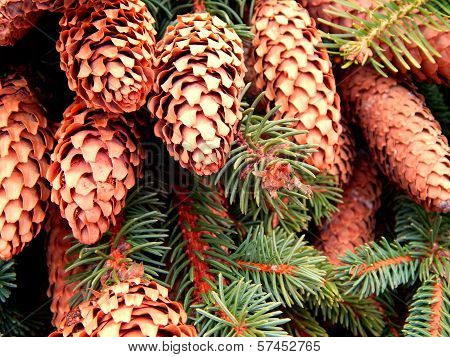Pine cones on branches