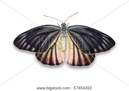 Painted Jezebel Butterfly