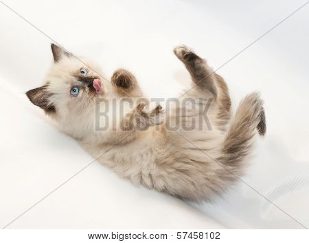 Seal Point Kitten With Blue Eyes Fell, Sticking His Tongue Out