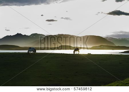 Icelandic Horses Against Summer Night Landscape