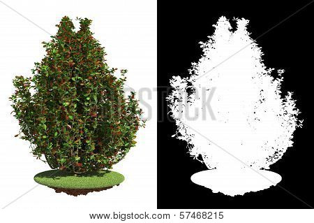 Bush Isolated on White Background.