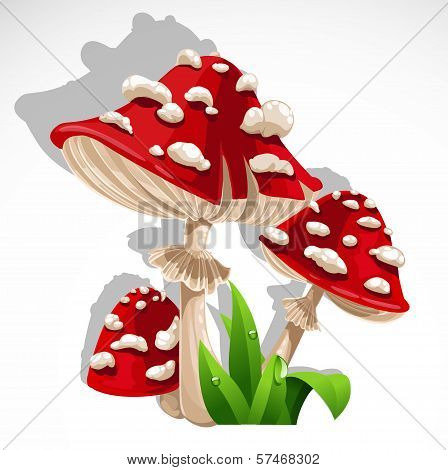 Red Fresh Mushroom Amanita In Grass