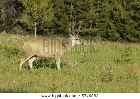 Cervus - Odocoilus Hemionus