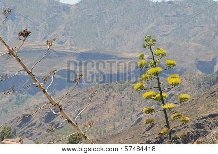 Green Agave Flowers