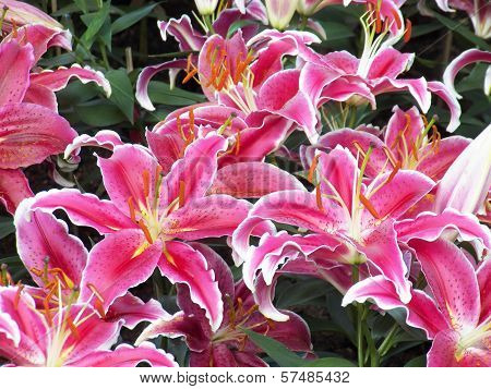 Pink Lily