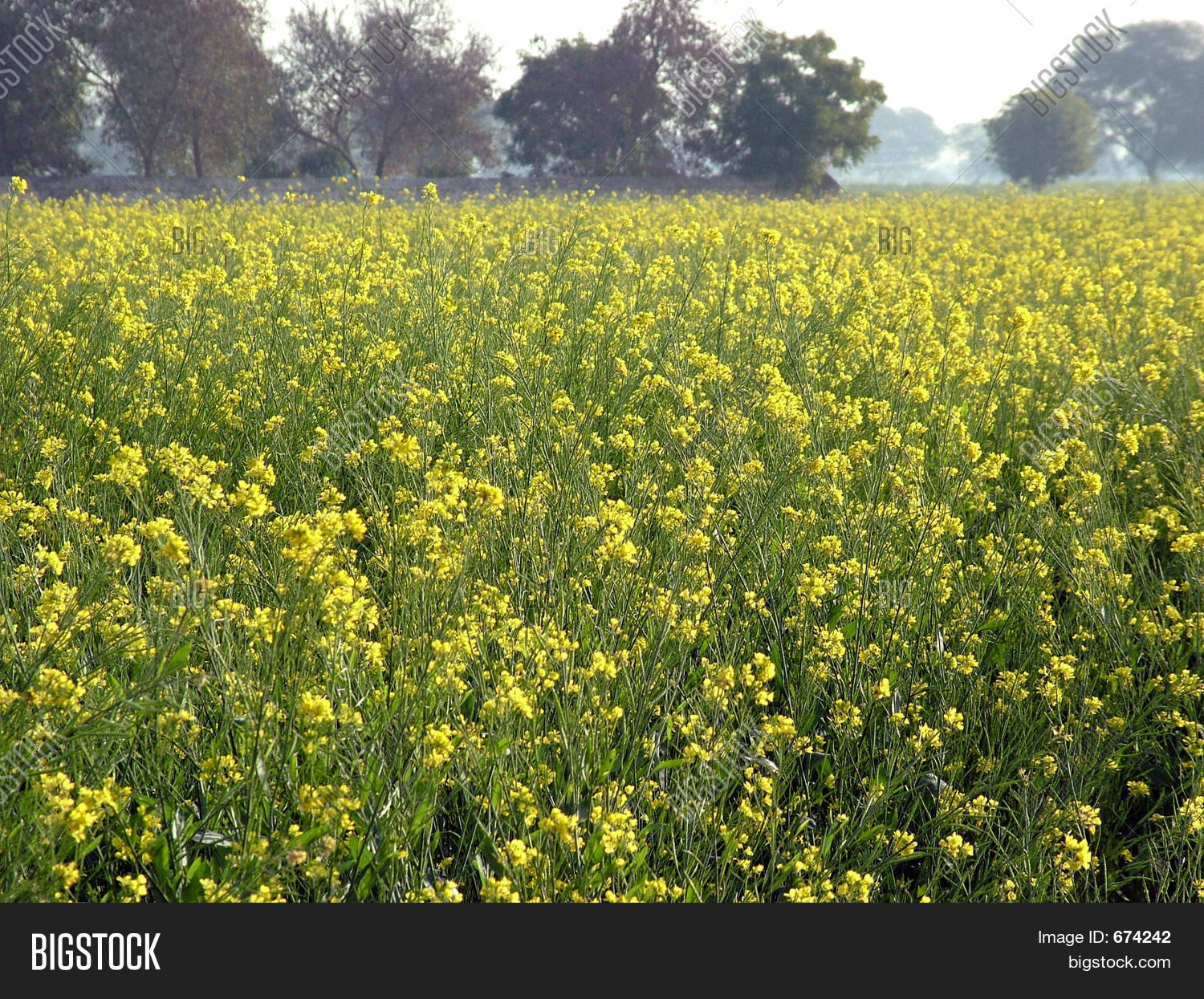 Mustard Crop Image & Photo (Free Trial) Bigstock