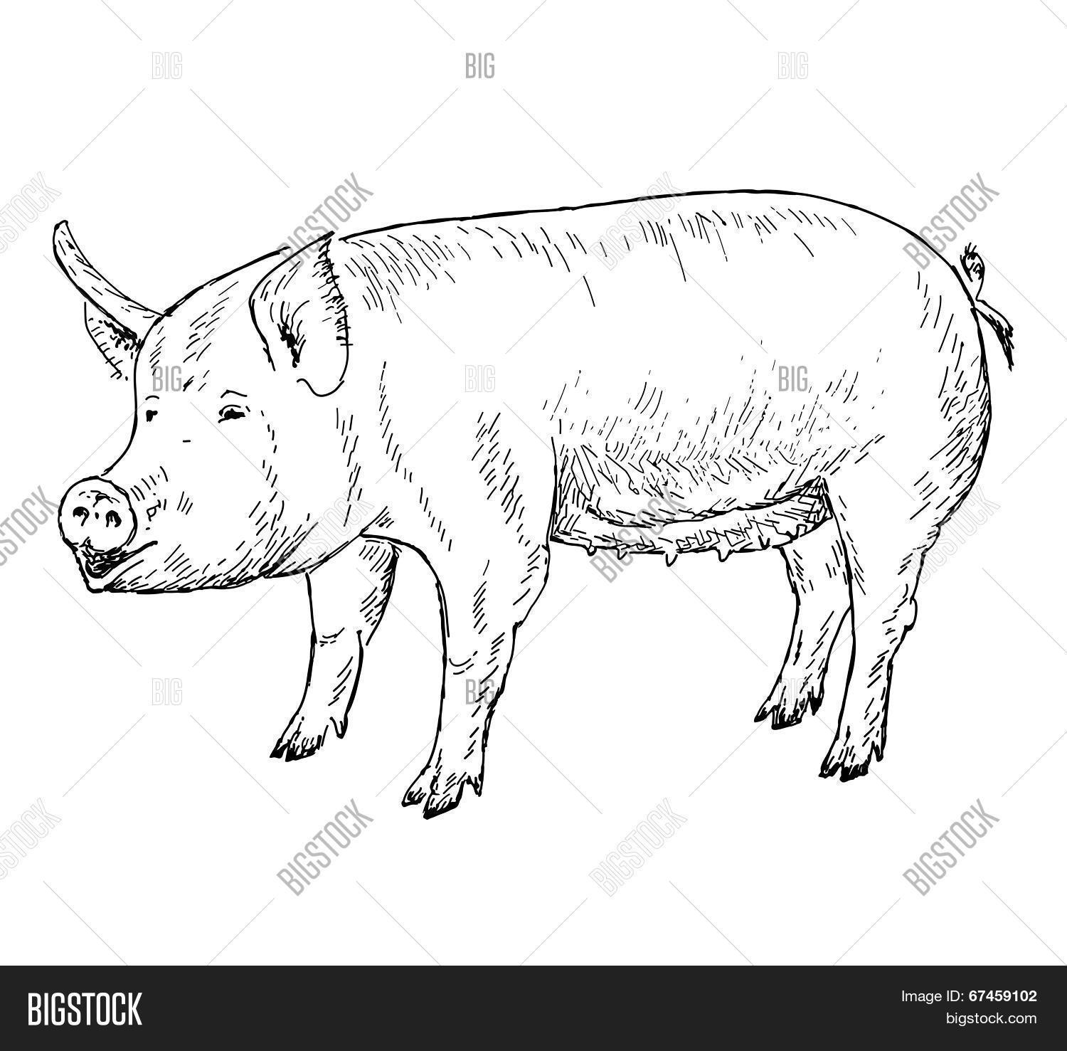 Pig Hands Drawing Vector & Photo (Free Trial) Bigstock