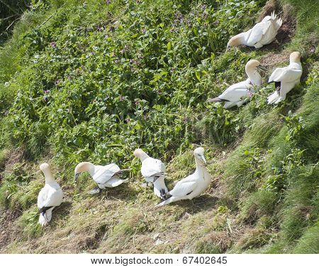 Gannets Collecting Nesting Materials