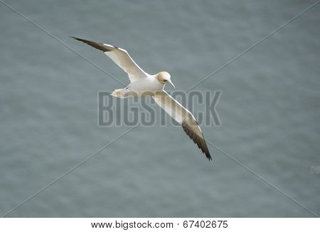 Gannet Seabird In Flight