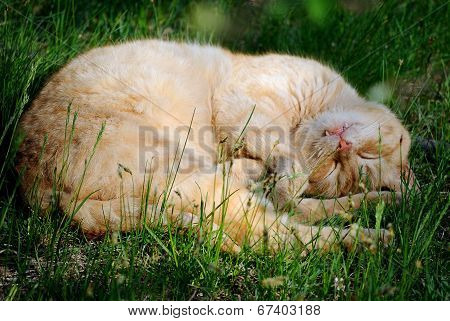 Beautiful fluffy ginger cat curled up and sleeping sweetly in a high green grass