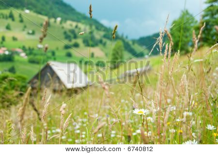 Paesaggio rurale