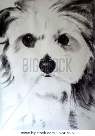 Maltees-poedel houtskool tekening