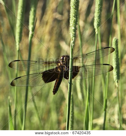 Painted Skimmer Dragonfly