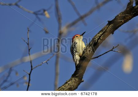 Carpintero de vientre rojo: Melanerpes carolinus