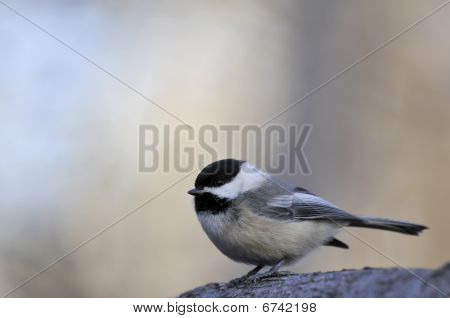 Black capped chickadee: Poecile atricapillus