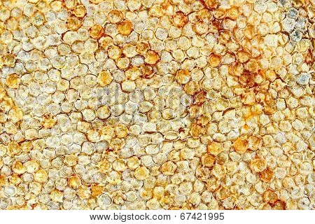 Beehive