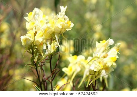 toadflax