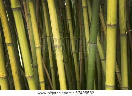 Bamboo